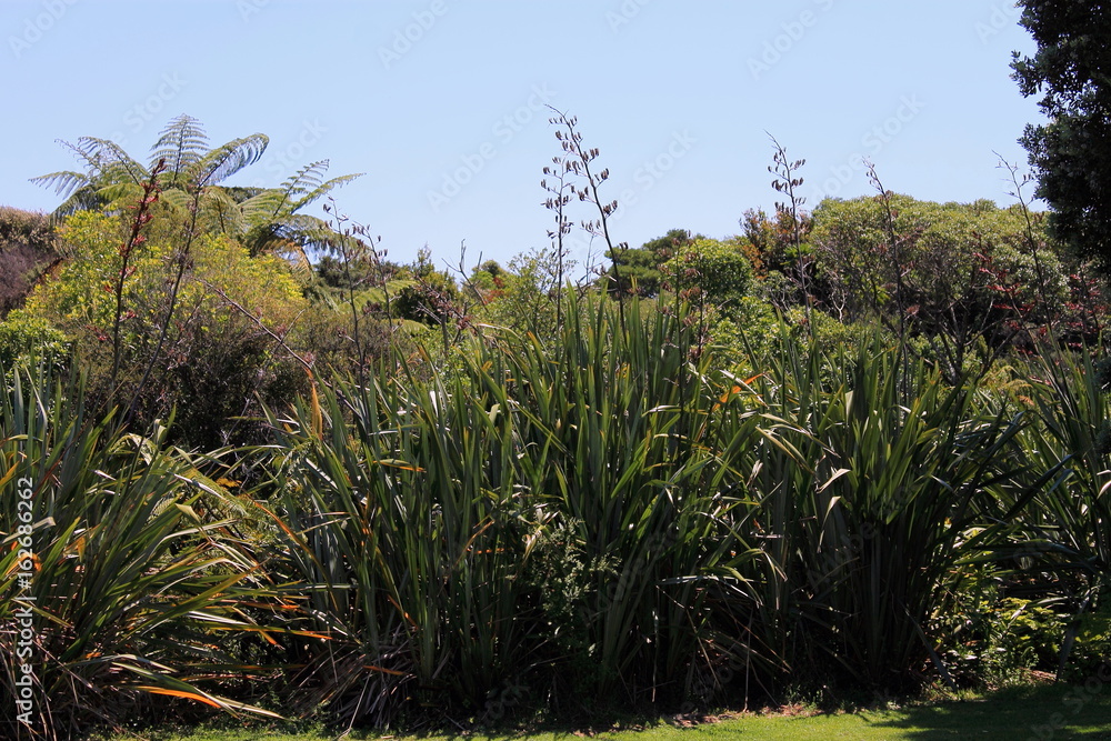 New Zealand Flax in Flower