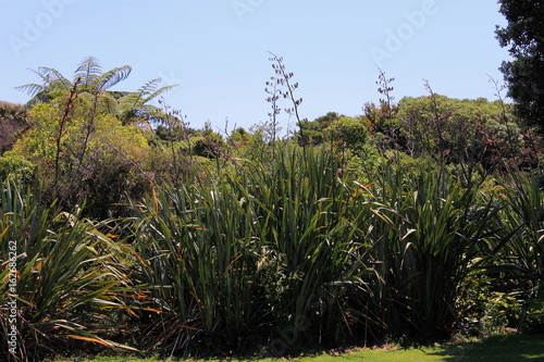 New Zealand Flax in Flower