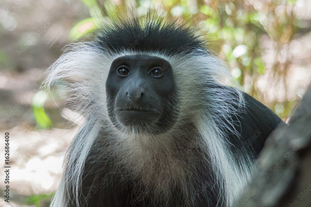 Obraz premium Colobus Monkey Face