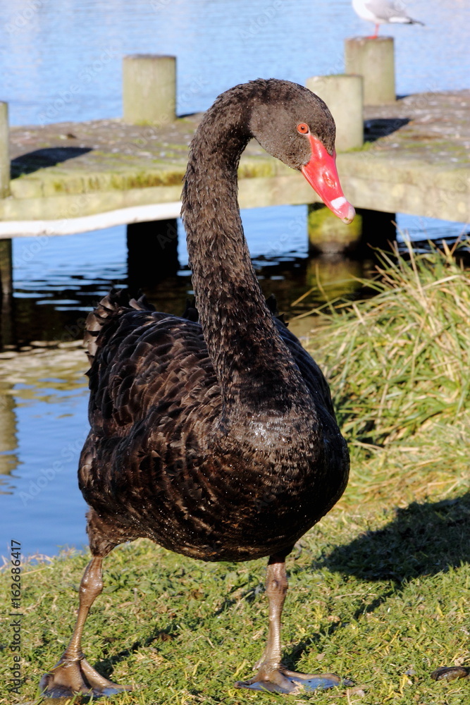 Obraz premium Black Swan