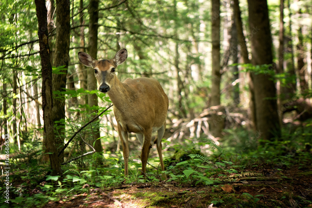 Deer in the Woods