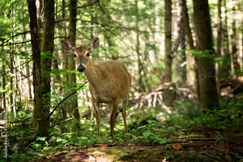 Fototapeta Naklejka Na Ścianę i Meble -  Deer in the Woods