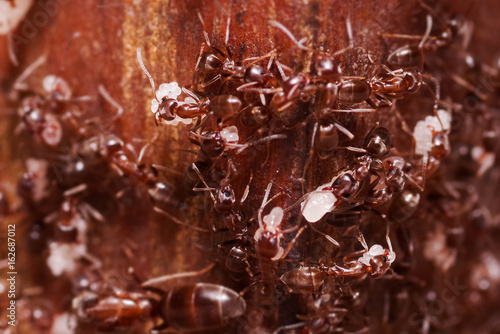 Wood ants, Formica extreme close up with high magnification, carrying their eggs to anew home, this ant is often a pest in houses, in a wooden background