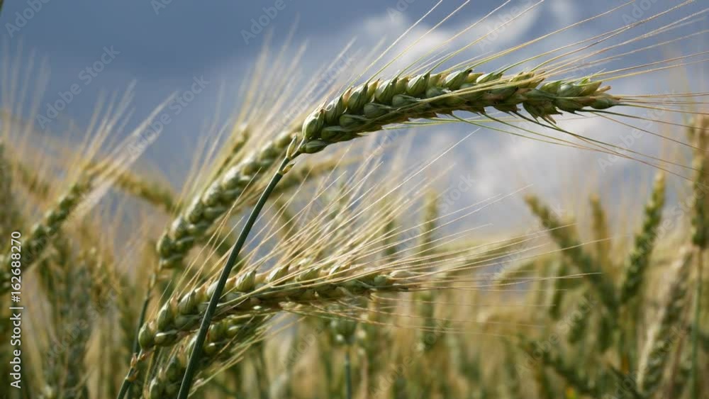 Detail of Wheat in the Breeze. No Movement Camera. Detail of Wheat in the Breeze. No Movement Camera.