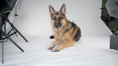 German Shepherd Dog Photo shoot 