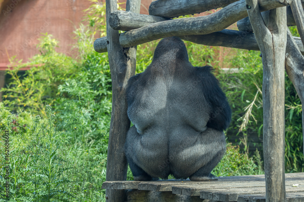 Huge Silverback Gorilla