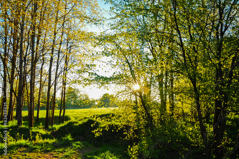 Morning Sun rays shining through the green leaves and branches of the forest trees