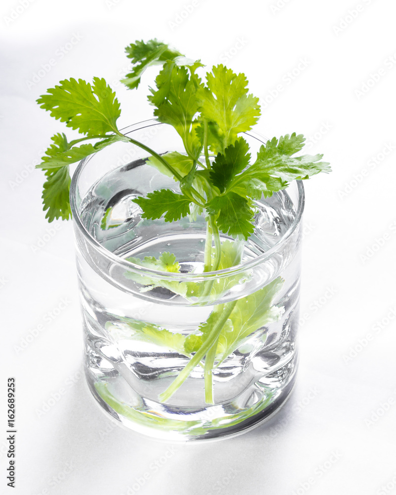 fresh cilantro in a glass of water fresh cilantro in a glass of water
