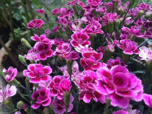 Hot pink