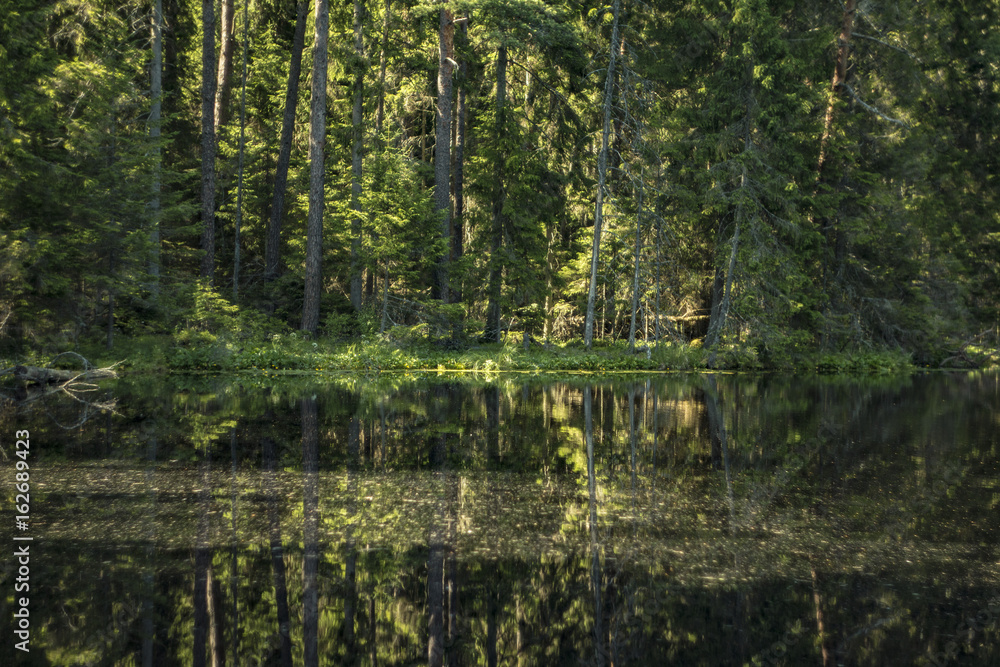 Fototapeta premium Pond reflections