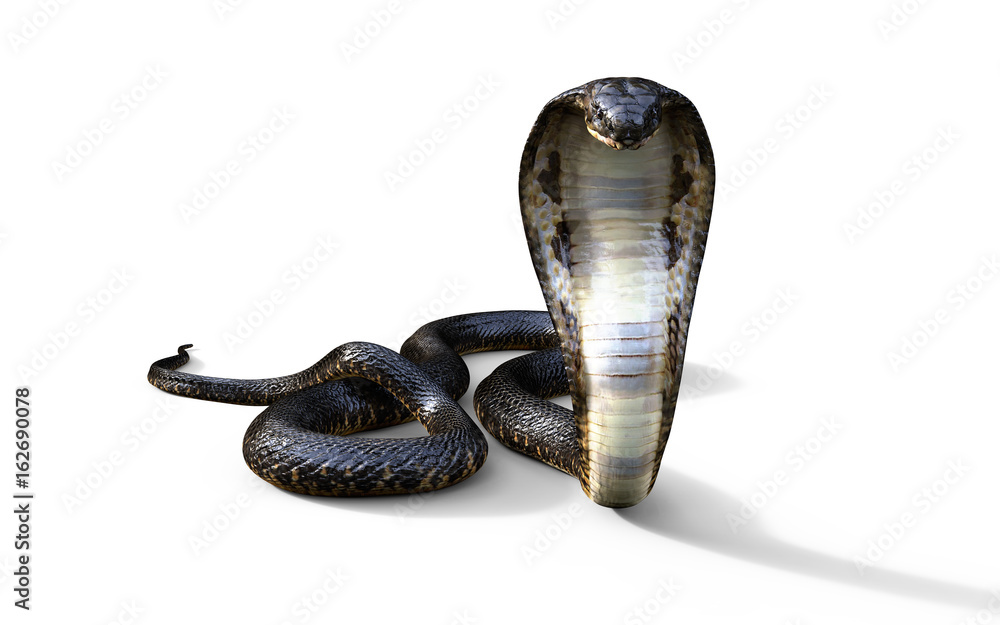 3d King Cobra The World's Longest Venomous Snake Isolated on White  Background, King Cobra Snake, 3d Illustration, 3d Rendering Stock  Illustration | Adobe Stock
