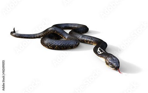 3d King Cobra The World's Longest Venomous Snake Isolated on White Background, King Cobra Snake, 3d Illustration, 3d Rendering 