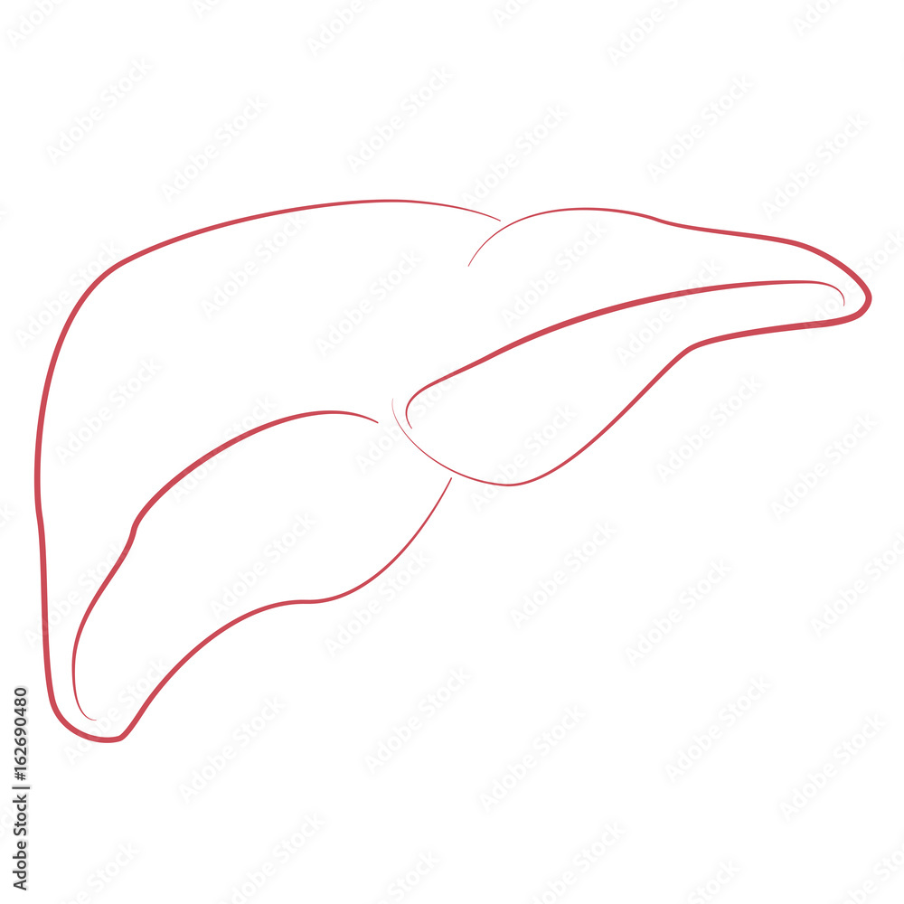 Liver line art Liver line art