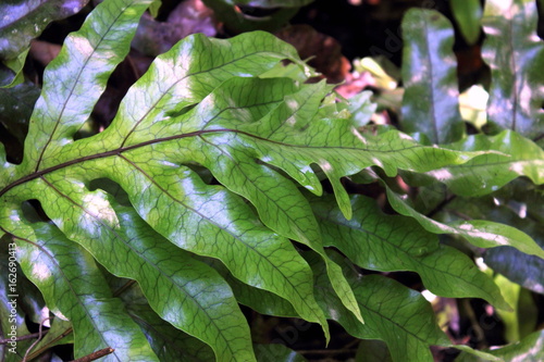 Hounds Tongue Fern © MollyNZ