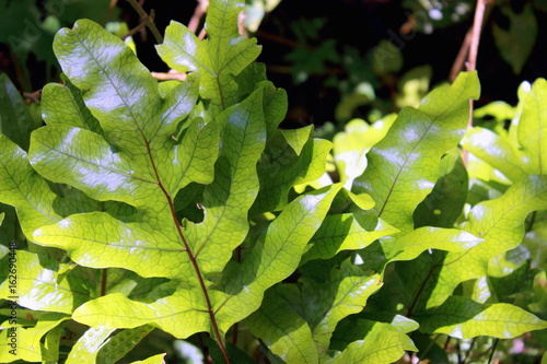 Hounds Tongue Fern photo