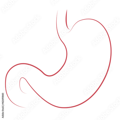 stomach line drawing