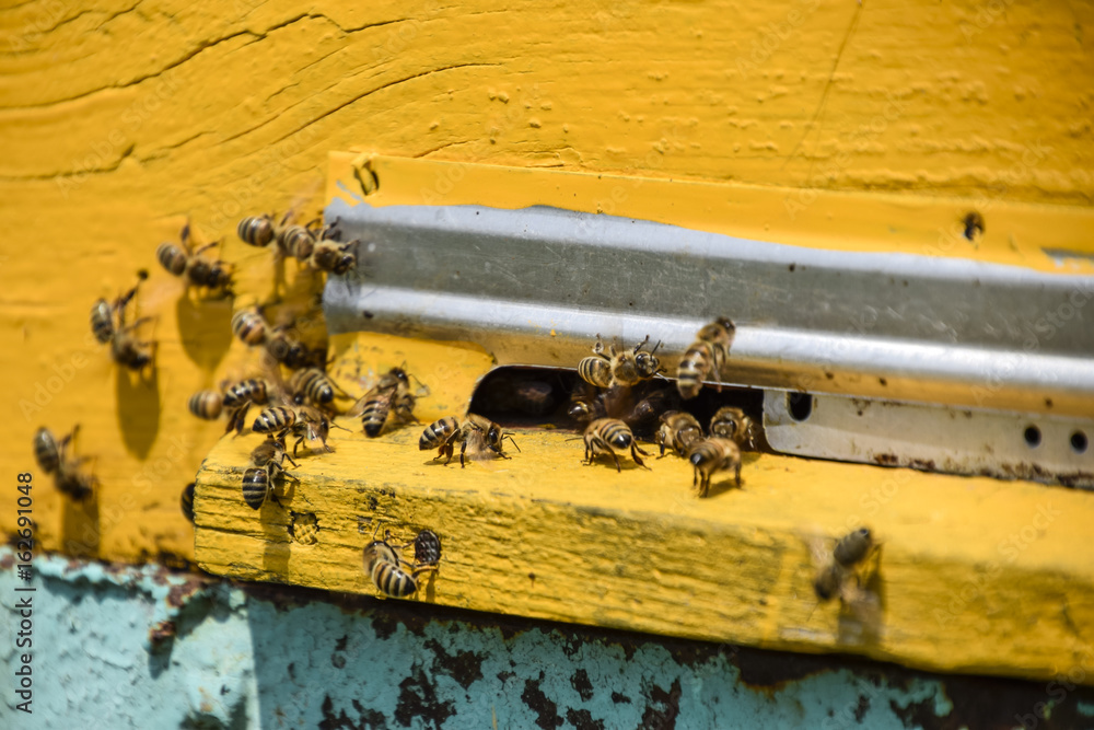 Bees fly at the entrance to the hive. Tray of the hive. Hole entrance to the hive. Bees fly at the entrance to the hive. Tray of the hive. Hole entrance to the hive.