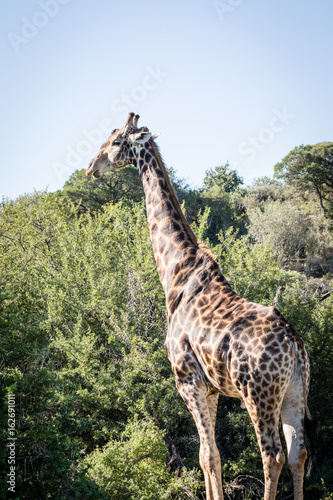 Giraffe at sunrise looking left in South Africa