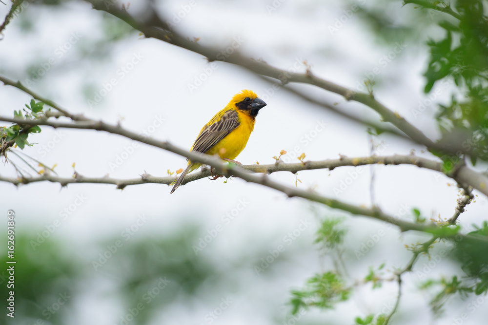 Asian Golden Weaver Asian Golden Weaver