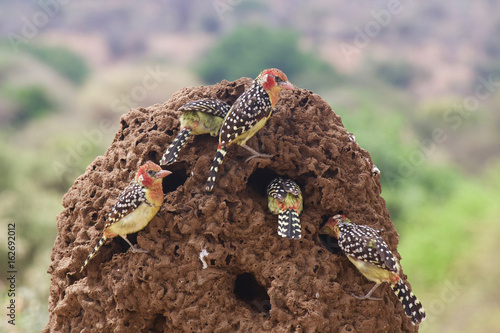 Barbets Feast on Termites in Tarangire National Park photo