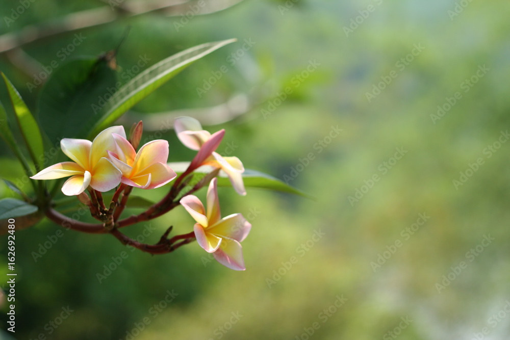 Fototapeta premium Plumeria Blossom