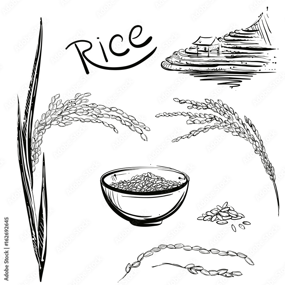 Rice Grain Drawing