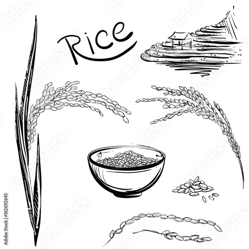 Hand drawn monochrome vector illustration of rice plant, grain, cup. sketch. Vector eps 8.