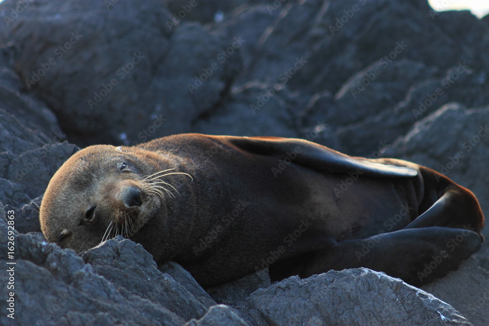 Fototapeta premium Resting Fur Seal