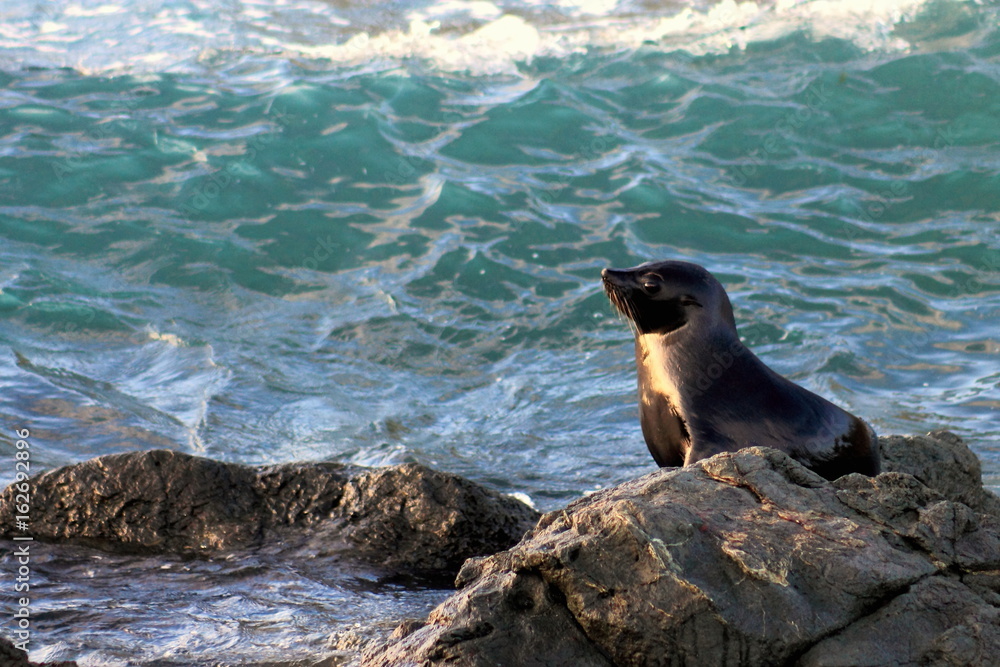 Fototapeta premium Fur Seal Pup