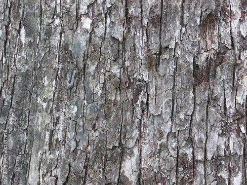 大木の樹皮テクスチャ Stock Photo Adobe Stock