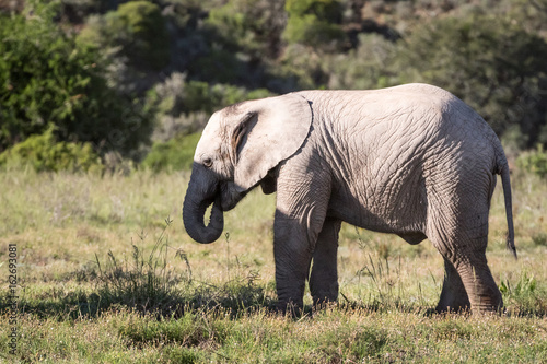 Baby elephant in South Africa