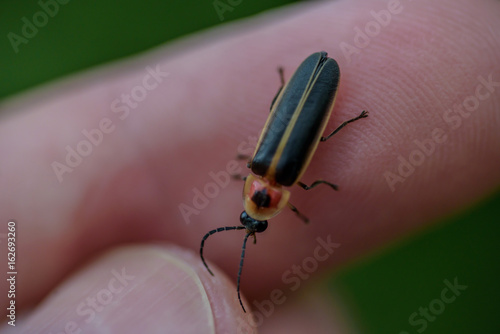 holding a firefly on finger