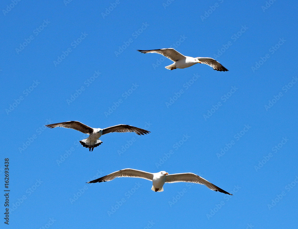 Fototapeta premium 3 seagulls flying with blue sky