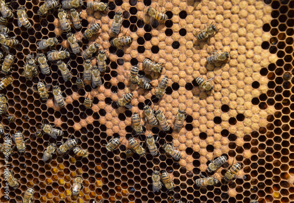 Honey bees on the home apiary Honey bees on the home apiary