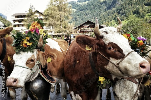 decorated swiss cows