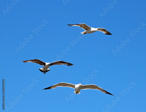 3 seagulls flying with blue sky
