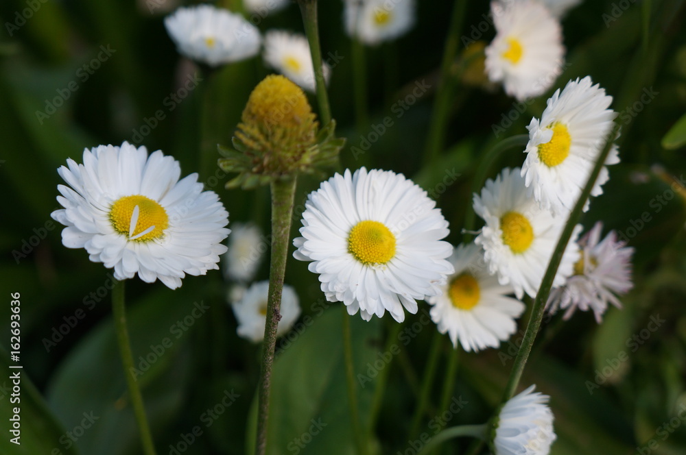 Fototapeta premium Fragrant white flowers of summer