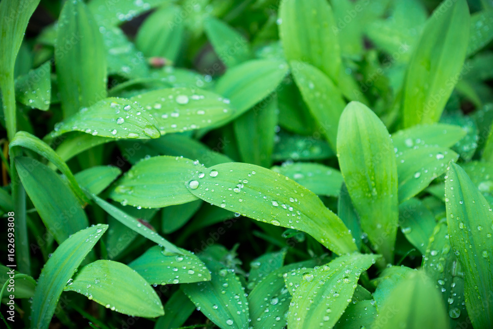 Leaves in the forest. Shallow depth of field. Leaves in the forest. Shallow depth of field.