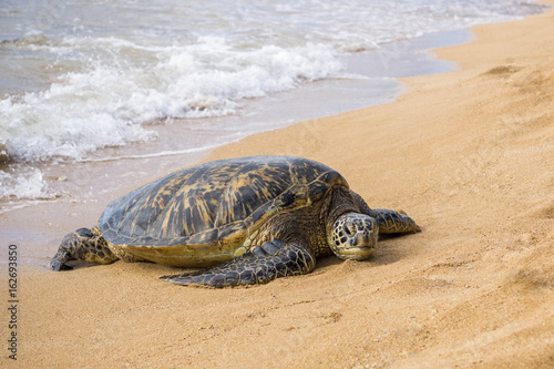 Turtle resting on the shore