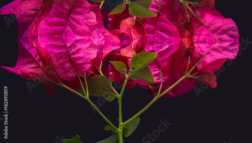 Bougainvillea in a tank of water
