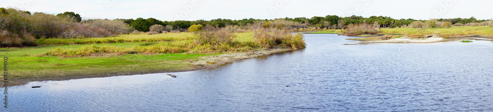 Florida Swamp Landscape
