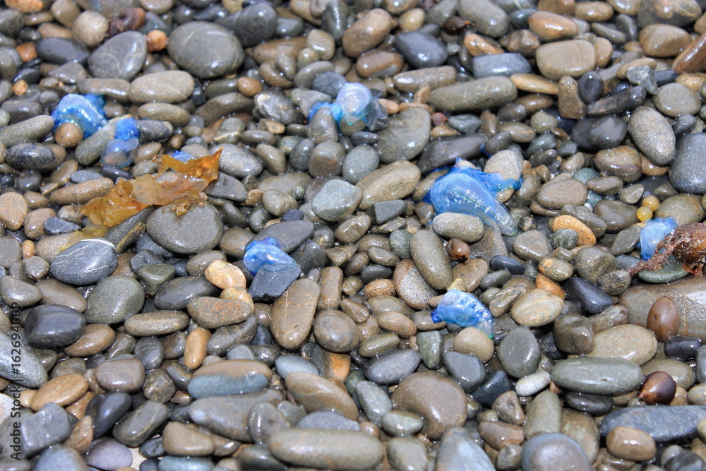 Portuguese Man o' War washed up on beach Portuguese Man o' War washed up on beach