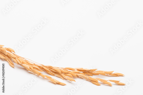 paddy rice on white background. ears of paddy rice
