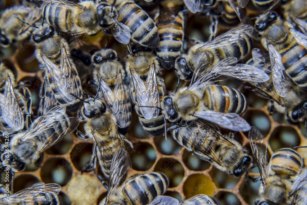 Macro photograph of bees. Dance of the honey bee. Bees in a bee hive on honeycombs.