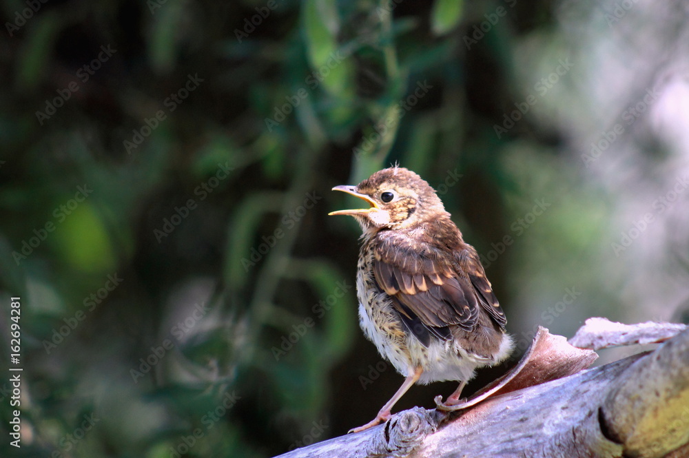 Song Thrush Fledgling Song Thrush Fledgling