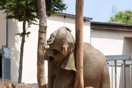 Elephant male scratching its head and ears on large wood trunks with open mouth and visible tusks photo