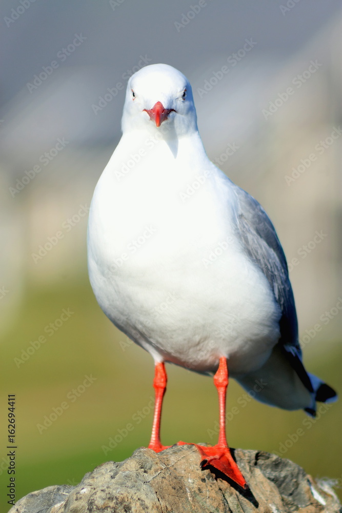 Close up of a red-billed gull Close up of a red-billed gull