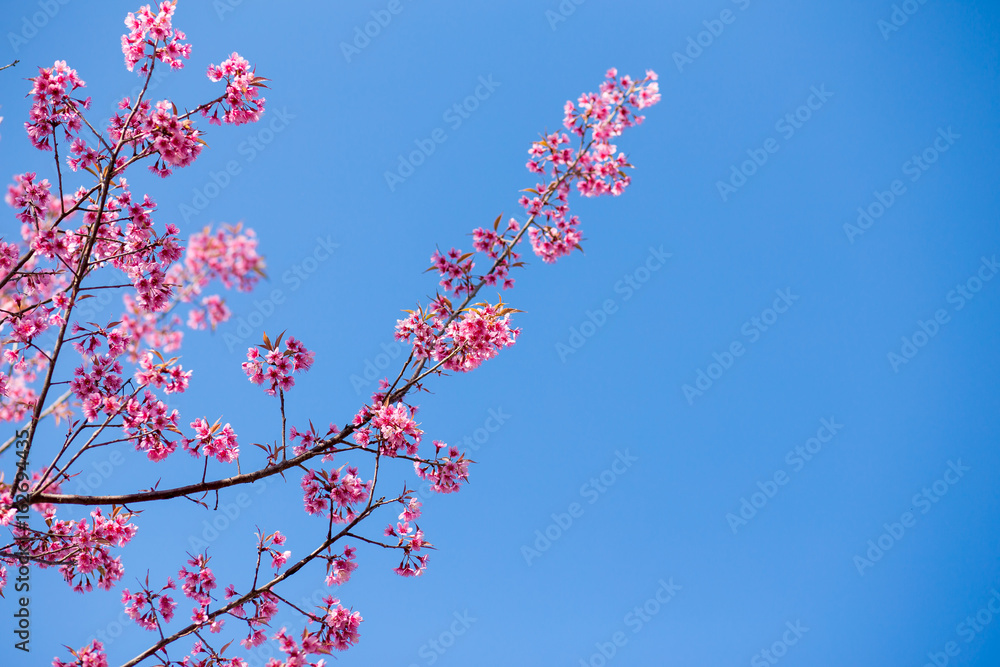 Sakura flowers blooming blossom in Phu-Lom-Lo, Loei Province, Thailand Sakura flowers blooming blossom in Phu-Lom-Lo, Loei Province, Thailand