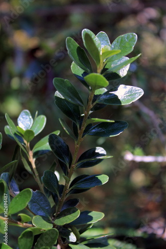 Melicytus obovatus photo