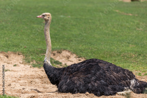 Common ostrich (Struthio camelus) laid on the floor having sunbathe